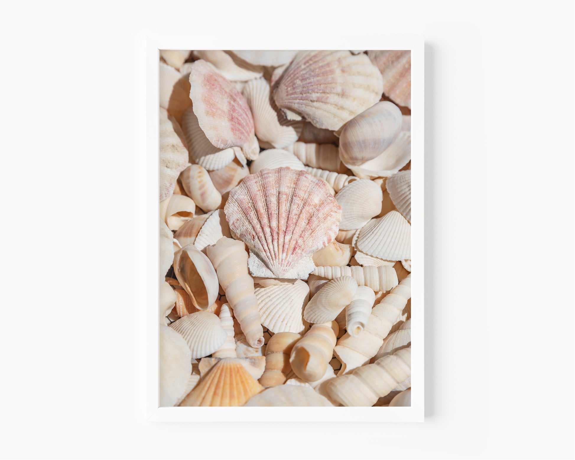 Vertical photograph of neutral-toned seashells with soft lighting and pastel shades — coastal wall art with a minimalist beach house aesthetic.