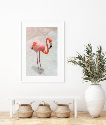 Pink Flamingo Photography Print III