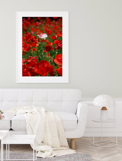 White poppy standing alone in a field of vibrant red poppies, captured in a sunlit wildflower meadow.