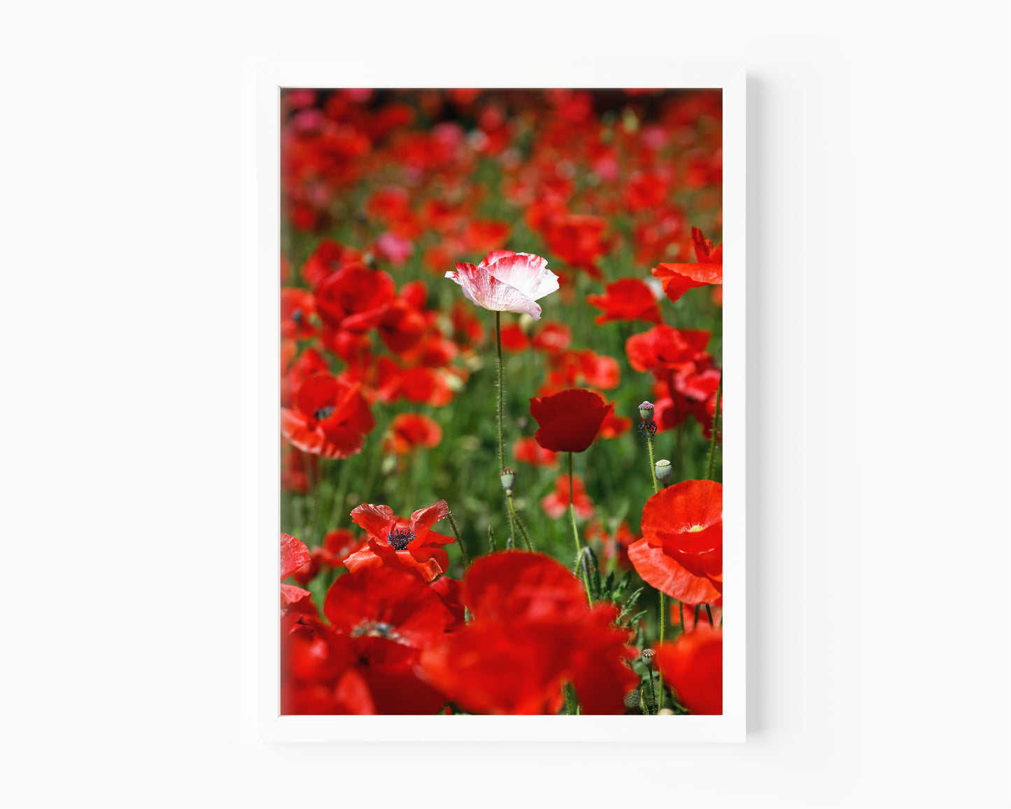 White poppy standing alone in a field of vibrant red poppies, captured in a sunlit wildflower meadow.