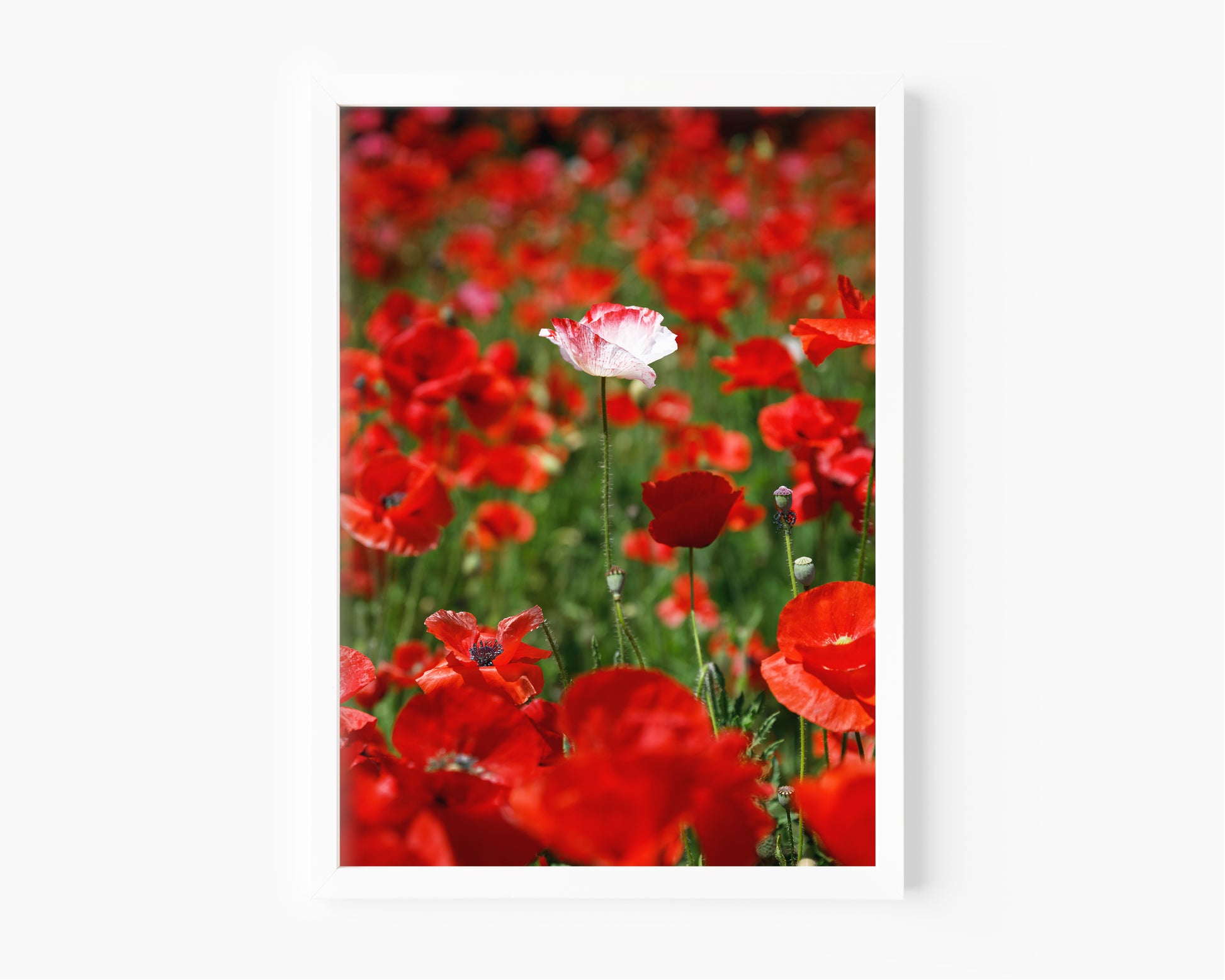 White poppy standing alone in a field of vibrant red poppies, captured in a sunlit wildflower meadow.
