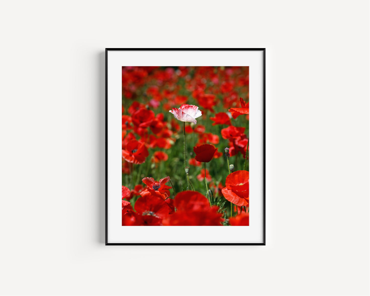 White poppy standing alone in a field of vibrant red poppies, captured in a sunlit wildflower meadow.