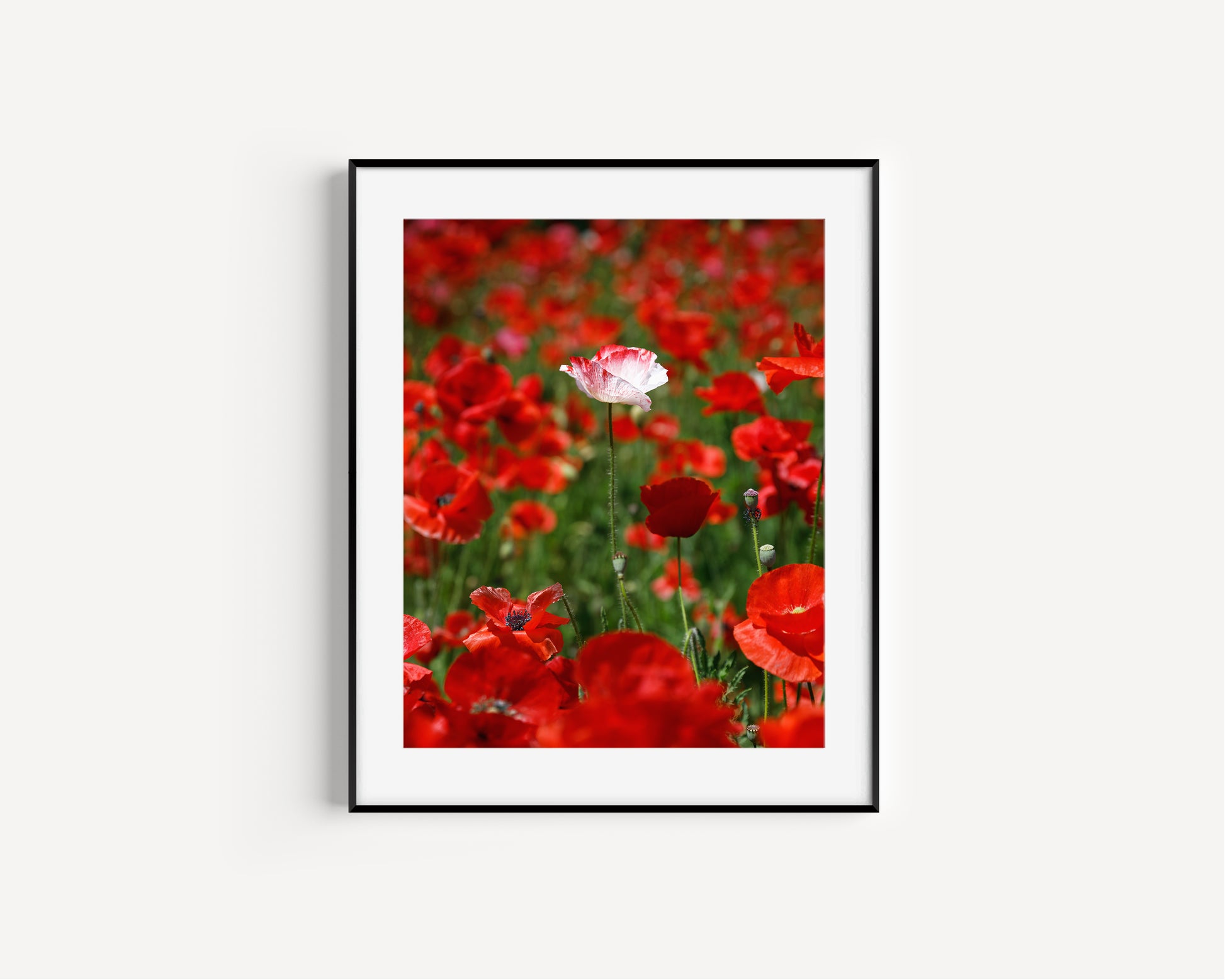 White poppy standing alone in a field of vibrant red poppies, captured in a sunlit wildflower meadow.
