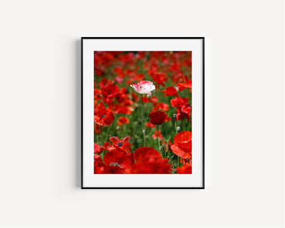 White poppy standing alone in a field of vibrant red poppies, captured in a sunlit wildflower meadow.