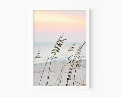 Sea oats on a sandy beach at sunset with soft pastel sky and ocean in the background