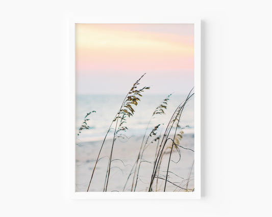 Sea oats on a sandy beach at sunset with soft pastel sky and ocean in the background