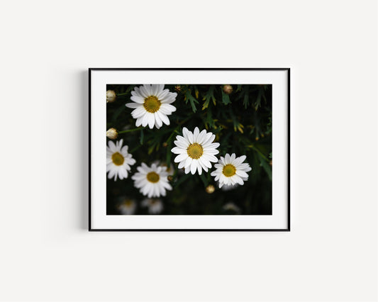 White Daisies Print II | Flower Photography Print - Departures Print Shop