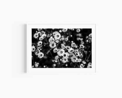 Black and White Daisies Photography | Floral Print - Departures Print Shop