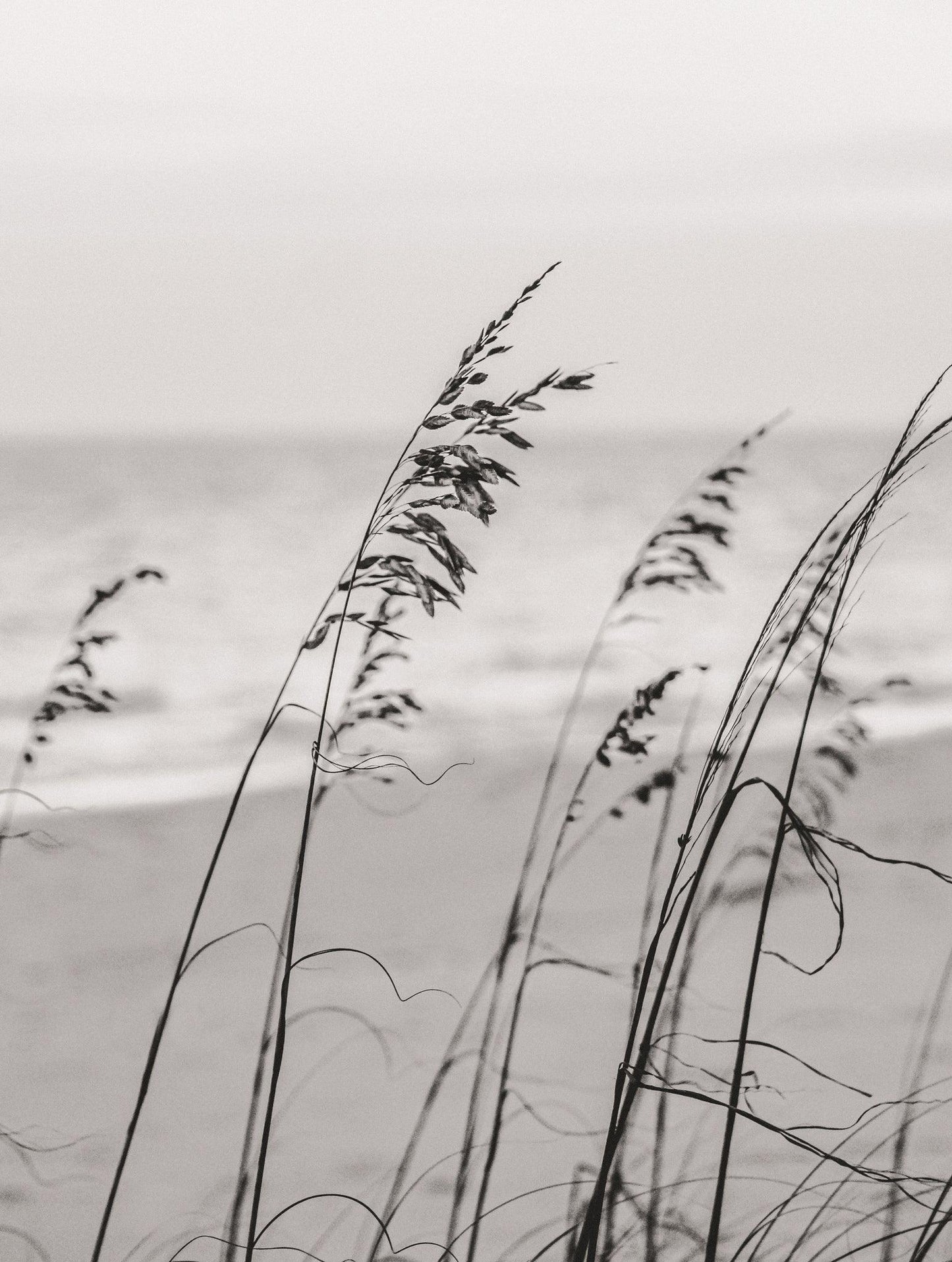 black and white beach print. black and white photo of sea oats. black and white coastal print. coastal home decorations coastal rooms coastal design home decor coastal coastal interiors coastal decorating ideas coastal beach decor decor coastal coastal living beach coastal decor coastal living rooms coastal decor beach coastal bedrooms beach decor coastal