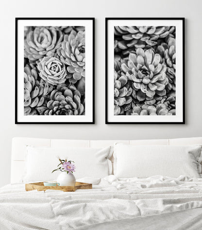 Black and White Succulent Photography Print - Departures Print Shop