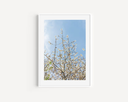 Cherry Blossoms II | Floral Print - Departures Print Shop