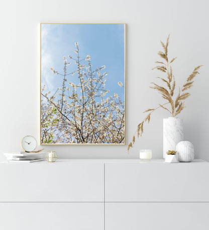 Cherry Blossoms II | Floral Print - Departures Print Shop