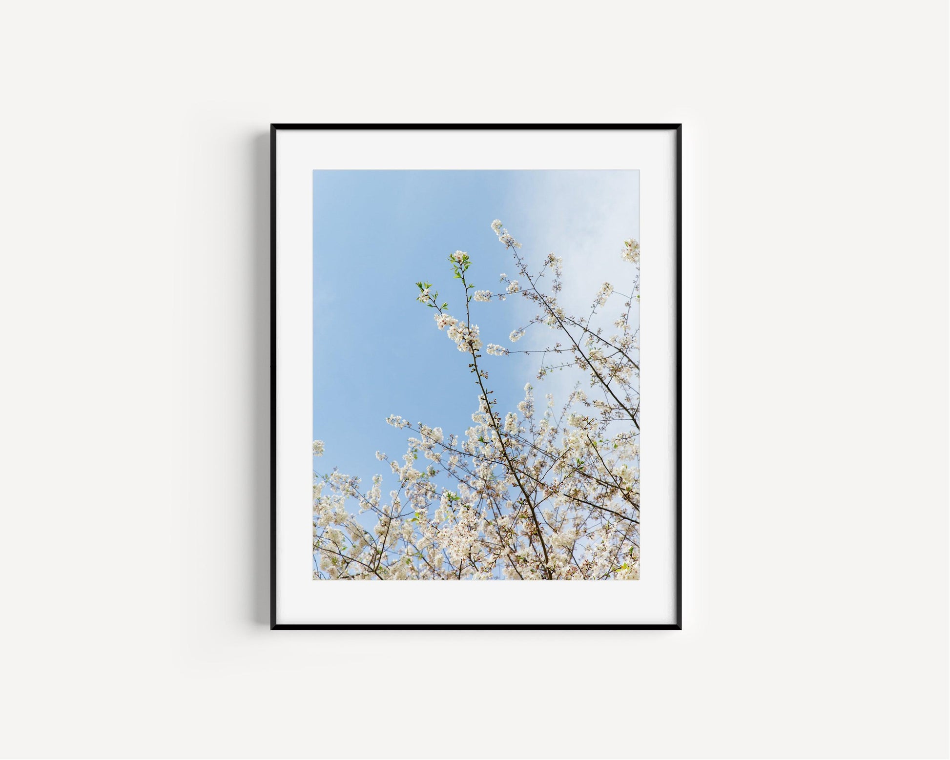 Cherry Blossoms | Floral Print - Departures Print Shop