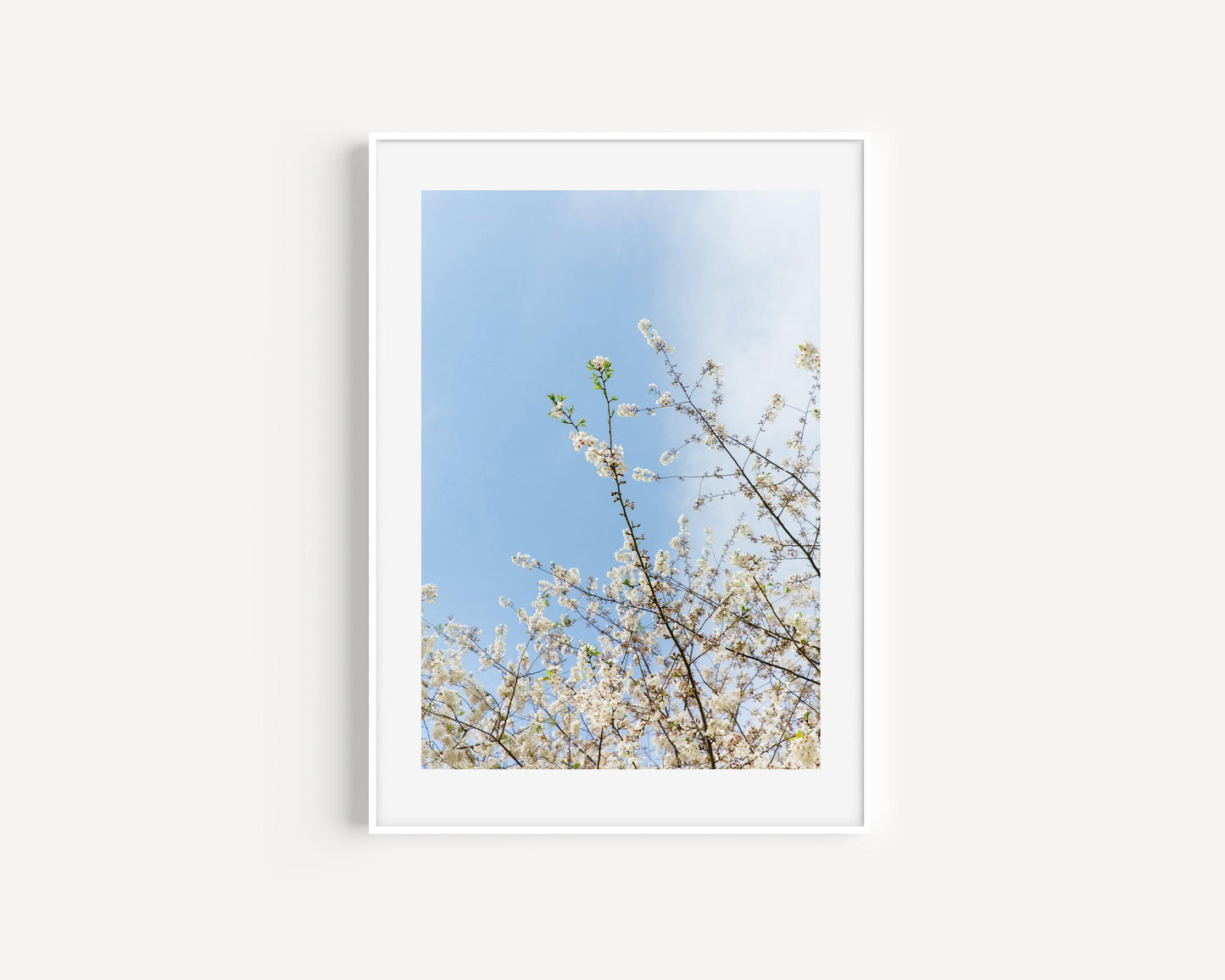 Cherry Blossoms | Floral Print - Departures Print Shop