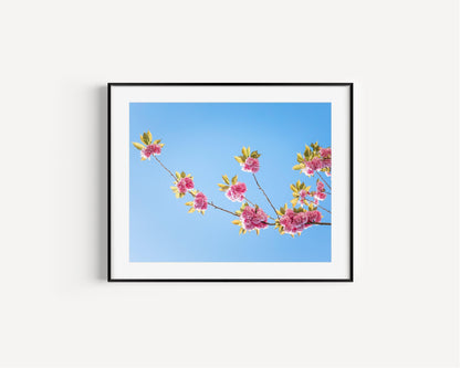 Cherry Blossoms | Floral Print - Departures Print Shop