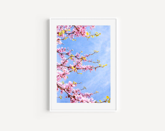 Pink Cherry Blossoms | Floral Print - Departures Print Shop