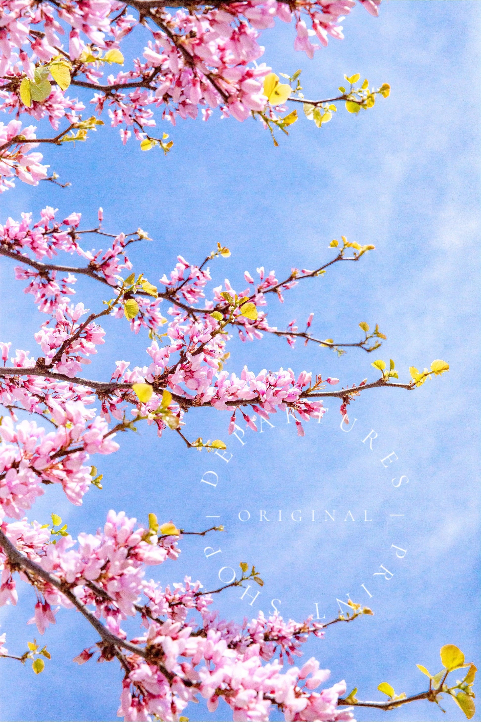 Pink Cherry Blossoms | Floral Print - Departures Print Shop