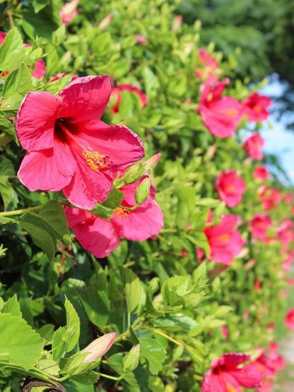 Pink Hibiscus | Floral Photography Print - Departures Print Shop