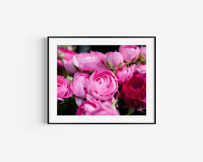 Pink Ranunculus | Floral Photography Print - Departures Print Shop