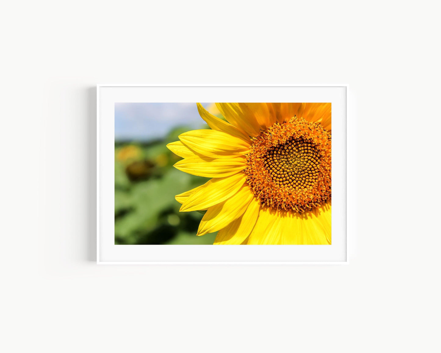 Sunflower | Floral Photography Print - Departures Print Shop