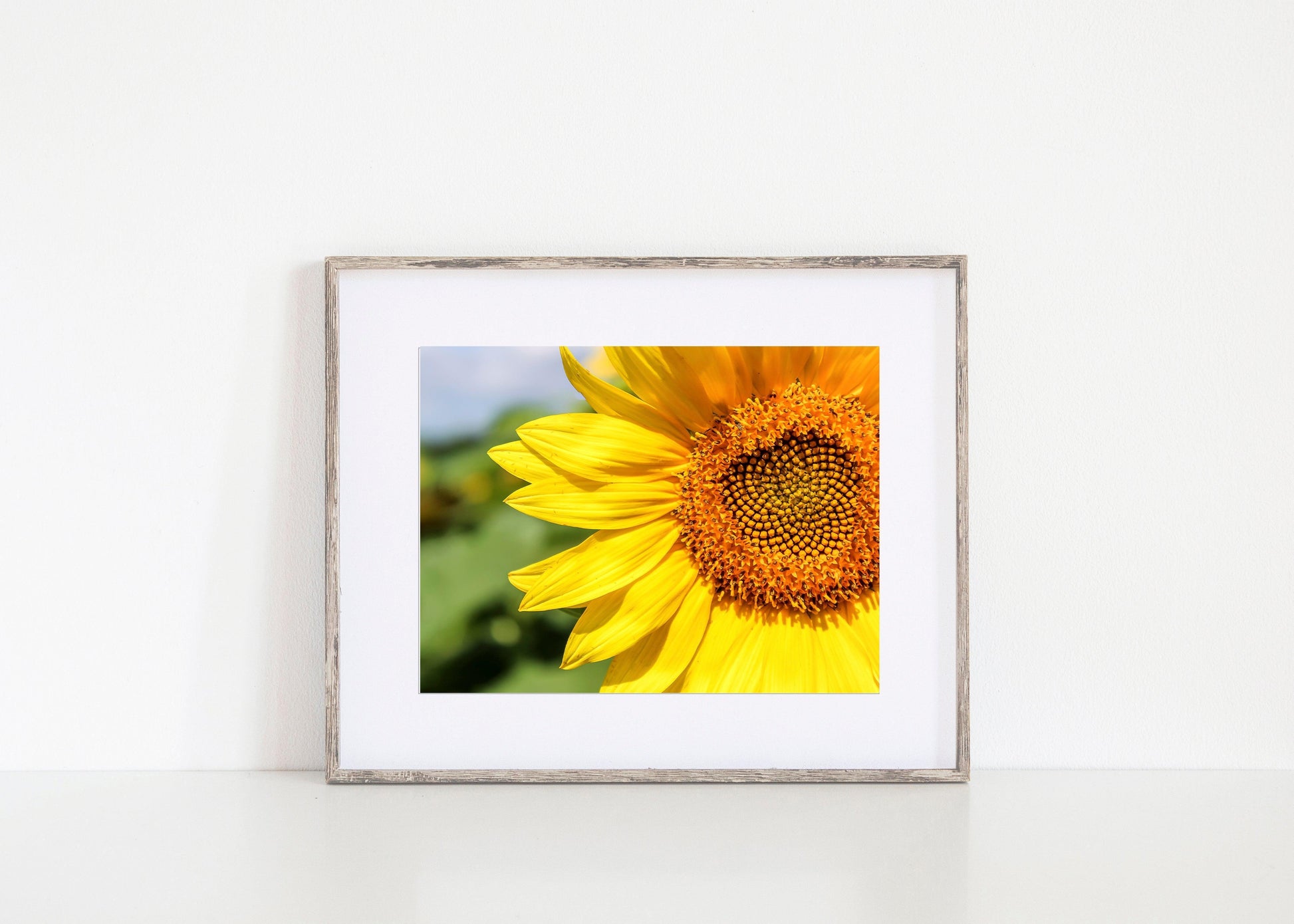 Sunflower | Floral Photography Print - Departures Print Shop