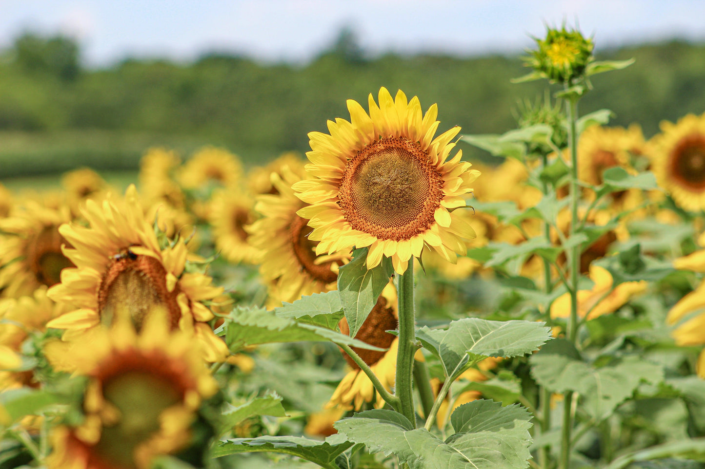 Sunny Days | Sunflower Print - Departures Print Shop