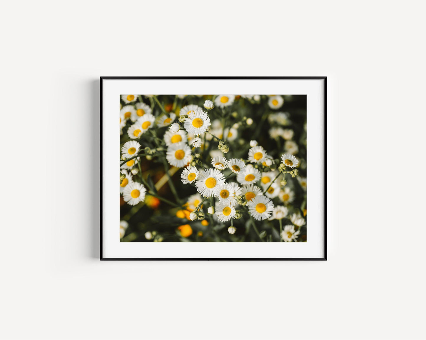 White Daisies Print | Flower Photography Print - Departures Print Shop