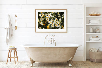 White Daisies Print | Flower Photography Print - Departures Print Shop