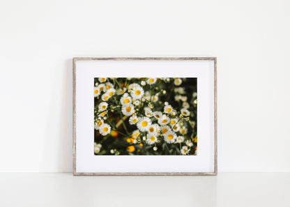 White Daisies Print | Flower Photography Print - Departures Print Shop